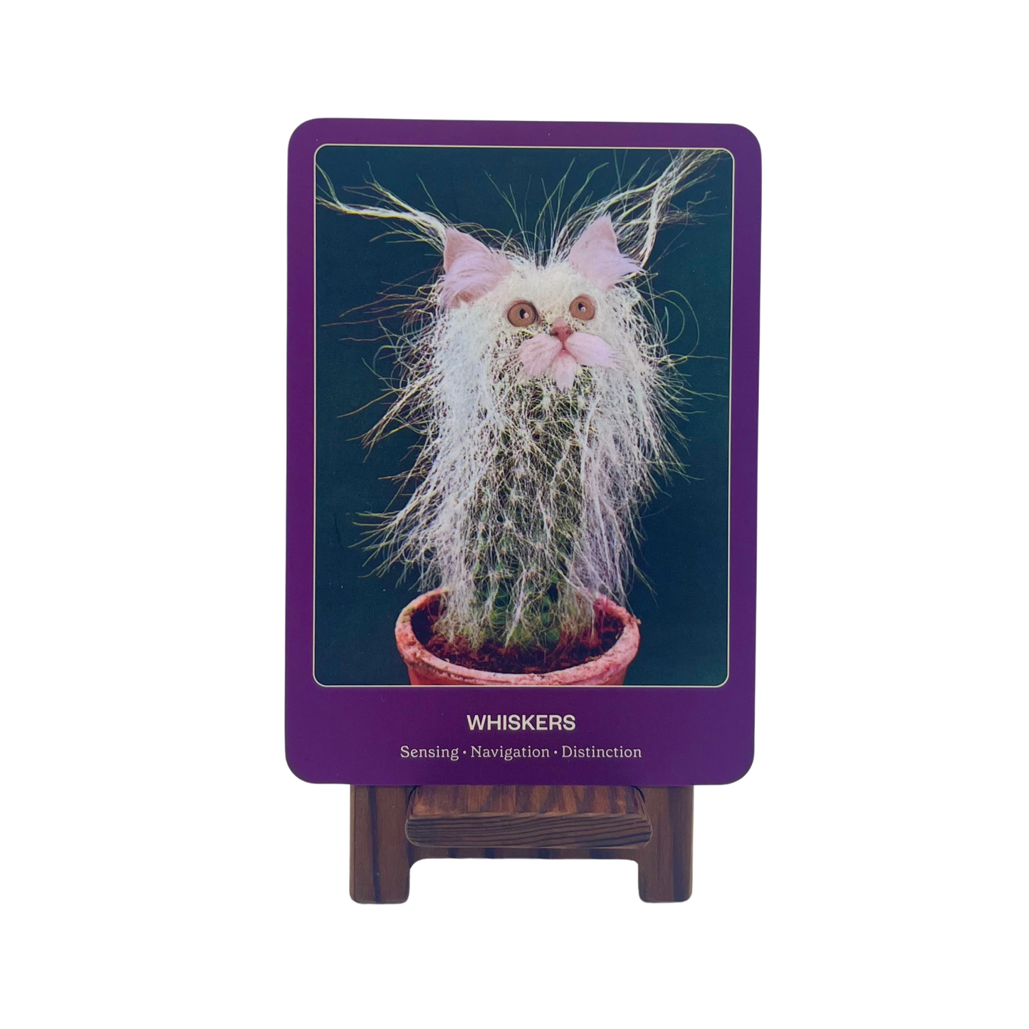 The Cat Oracle: 33 Card Deck and Guidebook