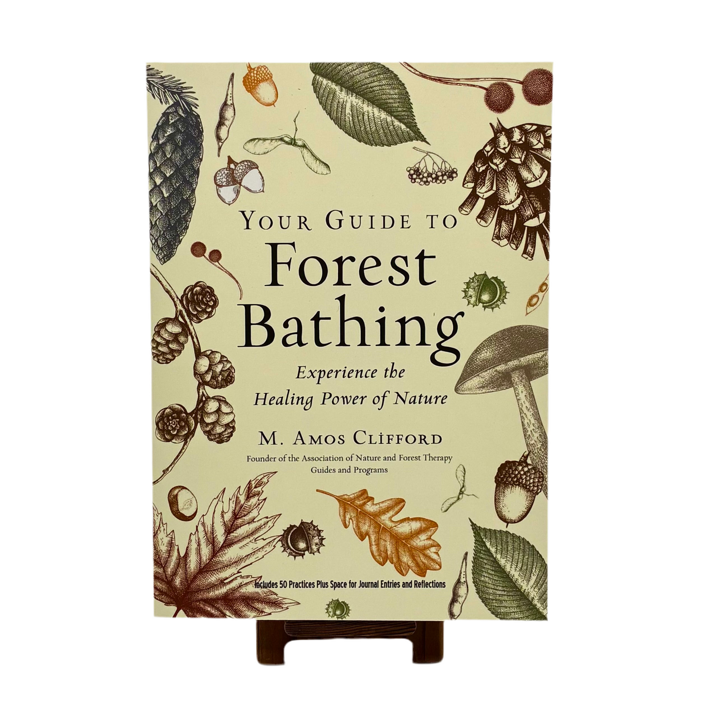 Forest Bathing: Experience the Healing Power of Nature