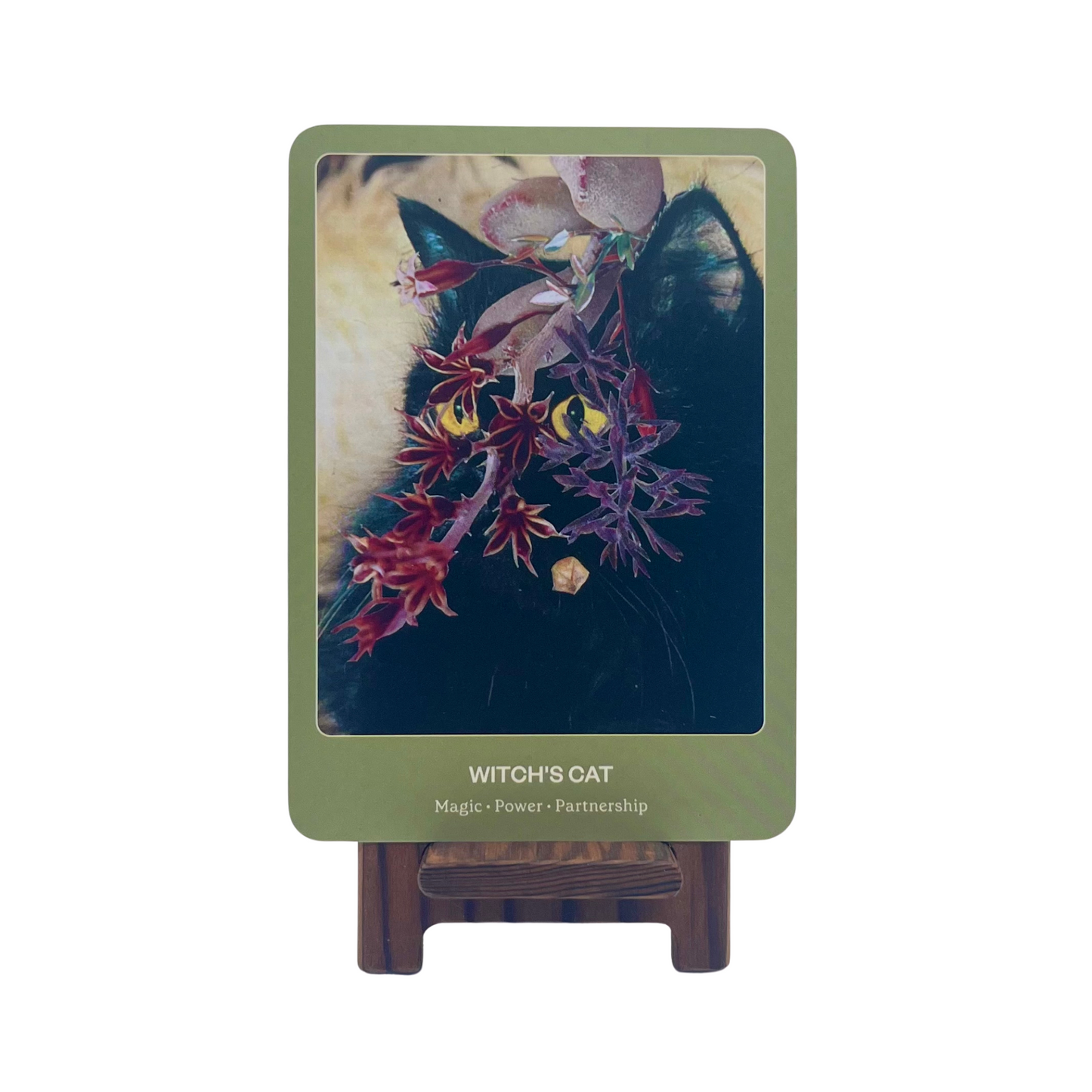 The Cat Oracle: 33 Card Deck and Guidebook