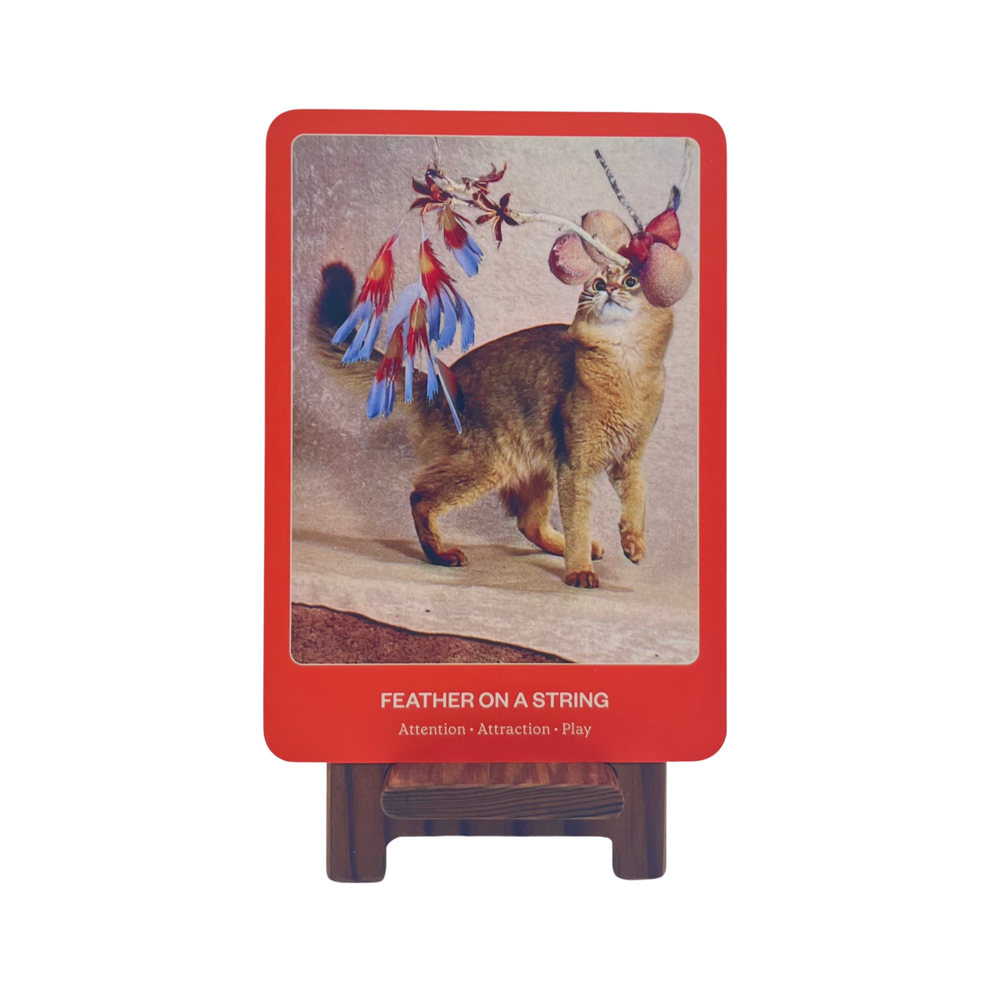 The Cat Oracle: 33 Card Deck and Guidebook